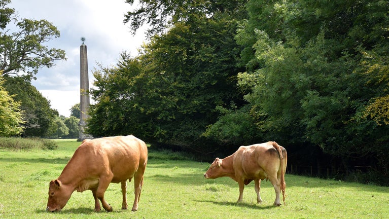 Parkland with an Obelisk in the background and cattle grazing at the foreground.